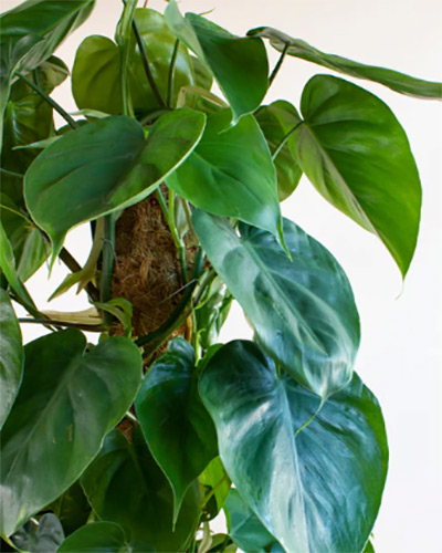 Philodendron