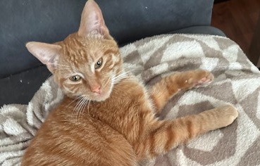 Ginger2138671a