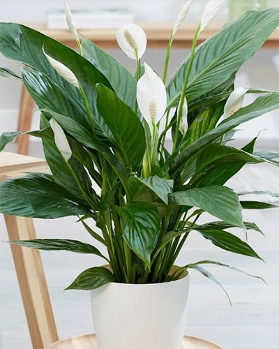 lepelplant Spathiphyllum