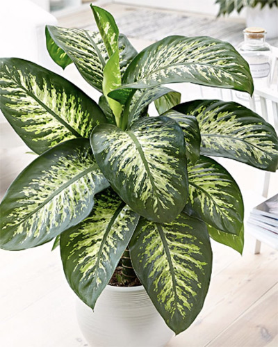 Dieffenbachia