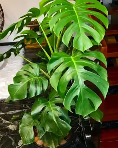 Monstera