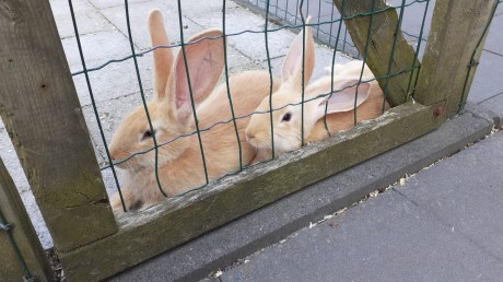 Knaagdier / Haasachtige Konijn