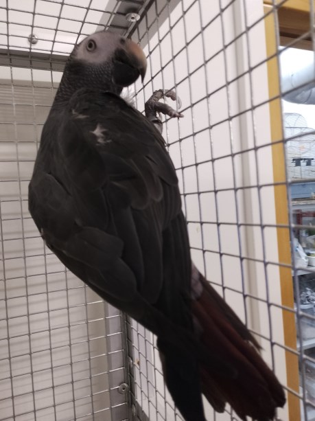 Vogel (Dwerg-)papegaai