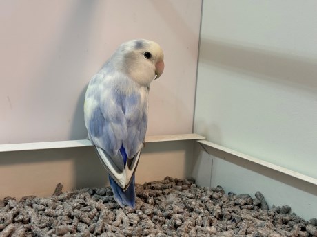 Vogel (Dwerg-)papegaai