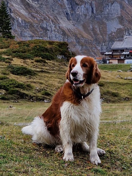 Hond Spaniel